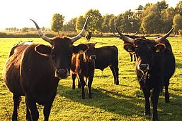 Eine Gruppe brauner Rinder. Auf dem Kopf tragen sie alle eindrucksvolle, große Hörner. Hinter der Wiese, auf der die Tiere grasen, steht zwischen Bäumen ein Aussichtsturm.
