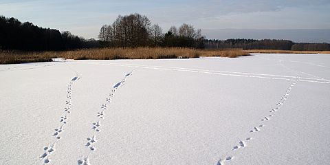 Fischotter-Trittsiegel im Schnee führen über den zugefrorenen, verschneiten Teich