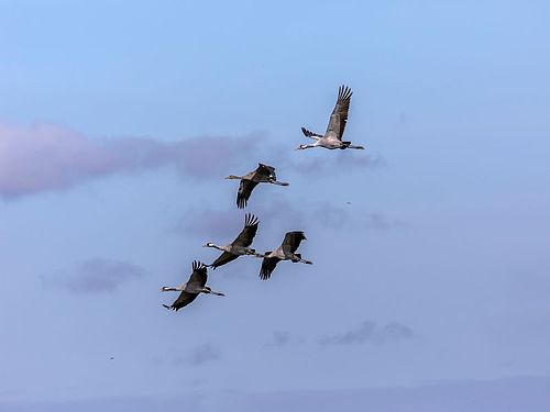 ein Trupp fliegender Kraniche