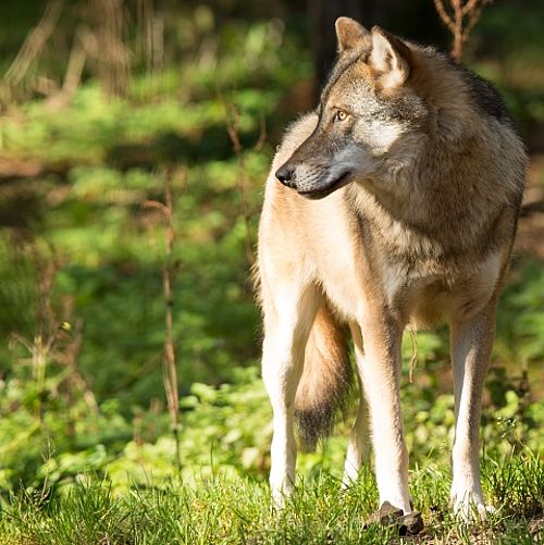 Wolf (Canis lupus) | Foto (captive): Steffen Bohl