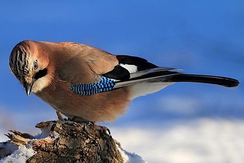 Ein großer Vogel sitzt auf einem Stück Holz. Brust und Rücken sind braun, der Schwanz schwarz. Affällig sind blau-schwarze Federn und den Flügeln und ein schwarzer "Bart" links und rechts des Schnabels.