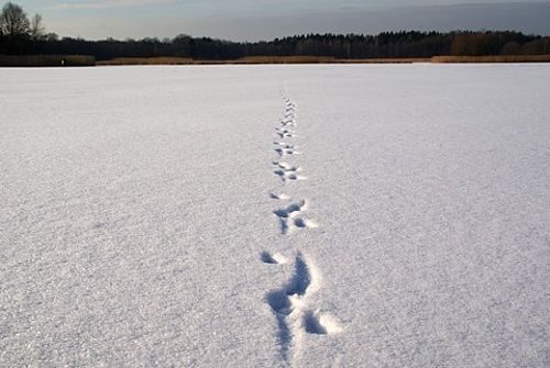 Eine Tritt- und Schleifspur führt über eine glatte, schneebedeckte Fläche Richtung Horizont, an dem ein dunkler Waldgürtel quert.
