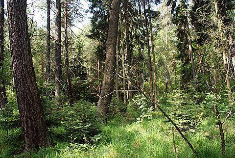 Ein Wald mit LAub- und Nadelbäumen. Eine üppige Krautschicht bedeckt den Boden.