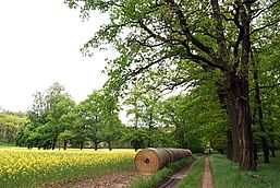 Zwischen einem gelb blühenden Rapsfeld und einem Eichenwald führt ein Weg ins Bild. Am Wegrand liegt eine Reiher großer, runder Strohballen.