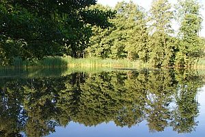 Auf eine glatten Wasserfläche spiegeln sich die am gegenüberliegenden Ufer stehenden Bäume.