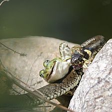 Eine Ringelnatter hat einen Frosch gefangen und hält ihn am Beim fest.