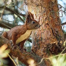 Ein Eichhörnchen  sitzt im Geäst einer Kiefer. Das Tier schaut aufmerksam auf den Betrachter.