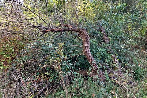alter, umgebrochener Baum in dichtem Gebüsch