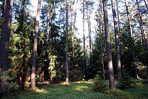 Junge Fichten bilden ein dichtes Dickickt zwischen großen Kiefern, Im Vordergrund erstreckt sich Heidelbeerkraut. Nur wenig Sonnelicht fällt durch die Baumkronen auf den Boden.