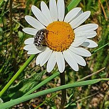 Margeriten-Blüte mit Käfer