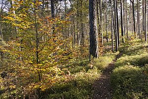 Ein Pad führt durch einen lichten Wald.  Zu Füßen der Kiefern und herbstlich geschmückten Buche erstreckt sich eine Blaubeerkraut-Teppich.n 