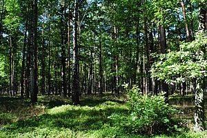 Blick in einen Mischwald mit zahlreichen Baumstämmen, grünem Blätterdach und ein wenig grünem Heidelbeerkraut.