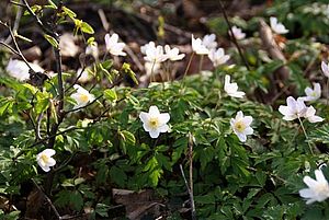 Blühende Buschwindröschen, die weißen Blüten werden von der Sonne angestrahlt und leuchten über ihrem dunkelgrünen Laub und braunen Blättern auf dem Waldboden.