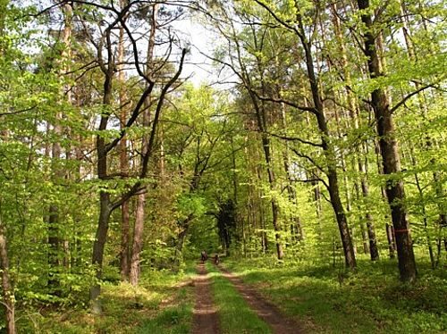 ein Weg führt in den mit frischen hellgrünen Blättern geschmückten Wald