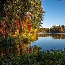 Blick auf einen Teich. Der blaue Himmel spiegelt sich in der glatten Wasseroberfläche. In den Bäumen am Ufer leuchten knallrote Blätter des Wilden Weins. 