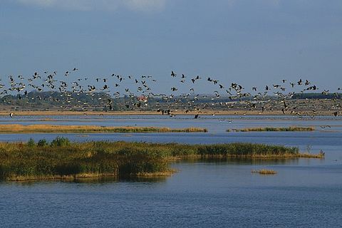 Ein Schwarm Gänse fliegt über einen See mit eingestreuten Schilfinseln. Am hinteren Seeufer sind ein paar Häuser zu erkennen.