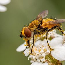 Portrait einer gelben Fliege auf einer weißen Blüte. Der haarige Körper und die Beine der Fliege sind von gelbem Pollenstaub bepudert.