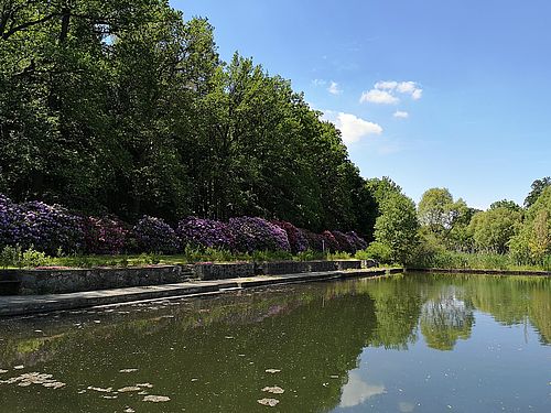 Ein von einer Steinmauer eingefasstes Gewässer. Am Ufer stehen eine Reihe violettt blühener Rhododendren und Bäume, die sich wie der blaue Himmel im Wasser spiegeln.