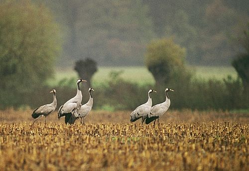 Fünf große grau, schwarz und weiß gezeichnete Vögel stehen auf einem Stoppelacker.