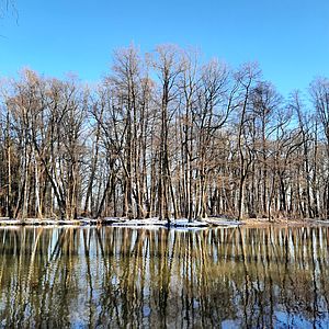 Blick über einen Teich. Alte unbelaubte Bäume stehen am Ufer und spiegeln sich im Wasser.