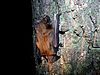 Ein Fledermaus mit braunem Fell hängst zusammengekauert an der Borke eines Baumes