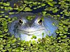 von grünen Wasserlinsen eingerahmter blau-metallisch erscheinender Moorfrosch