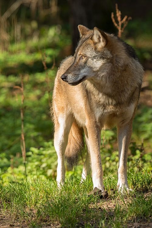 Wolf (Canis lupus) | Foto (captive): Steffen Bohl 
