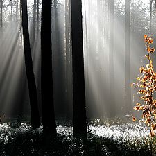 In einen düsteren Kiefernwald dringen stellenweise Sonnenstrahlen bis auf den Boden, wo Heidekraut wächst. Eine junge Rotbuche steht scheinbar im Scheinwerferlicht. Ihre vom Herbst rot gefärbten Blätter leuchten im Licht.