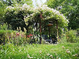 Eine Gartenbank - umhüllt von einer üppig blühenden Kletterrose.