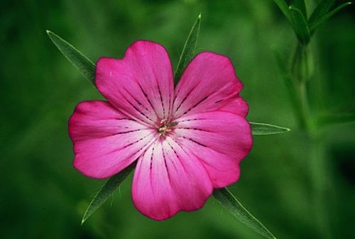 Blick in eine Blüte mit fünf pinkfarbenen Blütenblättern die von den spitzen Kelchblättern überragt werden