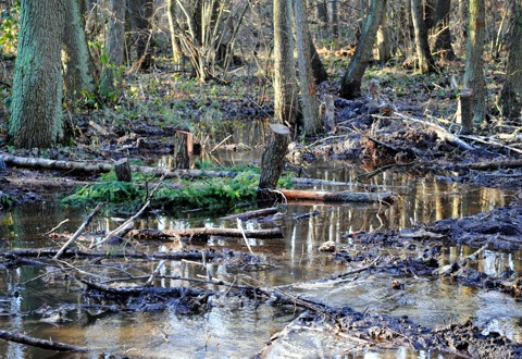 Wasser rieselt über den Waldboden