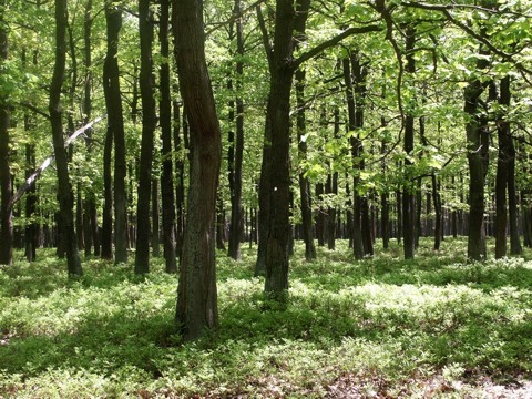 junger Traubeneichenwald mit frischem Grün