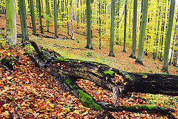 Totholz ist Leben, Foto: Stiftung NaturschutzFonds, Lizenz: Stiftung NaturschutzFonds